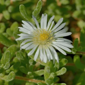 Uña de gato blanca - Drosanthemum floribundum