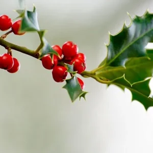 Varas de Acebo - Varas de Ilex