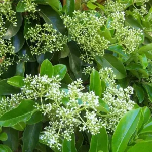 Viburno lucido - Viburnum odoratissimum lucidum