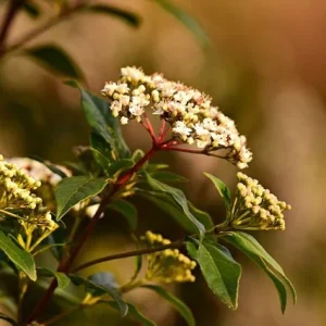 Viburnum tinus 'Eve Price'