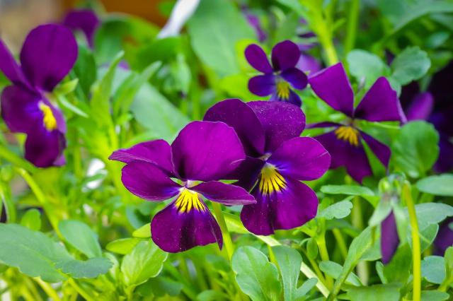 Violeta cornuda - Viola cornuta