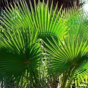 Washingtonia robusta - Washingtonia robusta