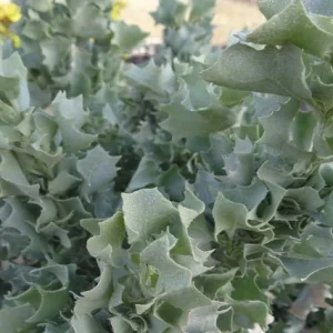 Zampa australiana Silver Holly - Atriplex nummularia